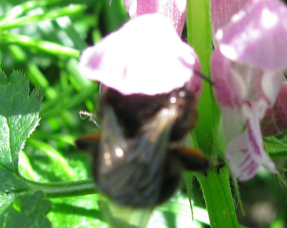 Bombus pascuorum